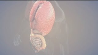 Salud: ¿Bioimpresoras de órganos?