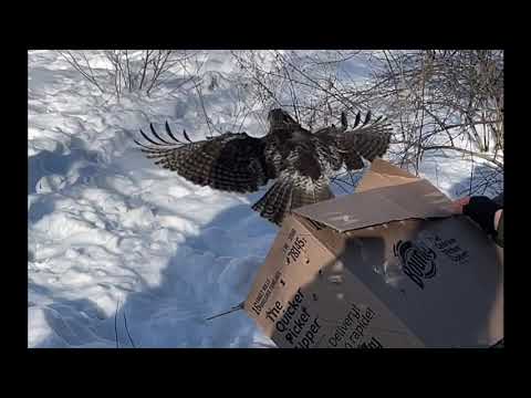 Hera the red-tailed hawk returns to the wild