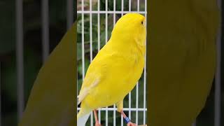 Download lagu Suara burung kenari betina. #canarysinging #canary #birds mp3