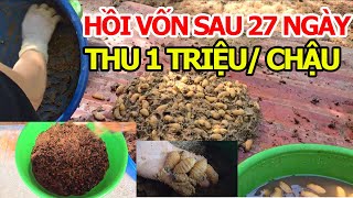 Quick Capital Recovery After 27 Days, Earn 1 Million/Pot - The Largest Palm Weevil Farm in the No...