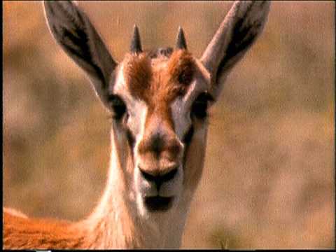 Gatorade - Run - Leone Gazzella