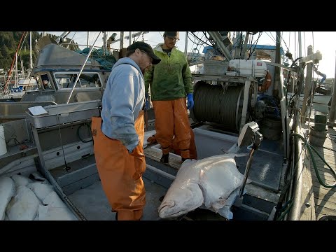 Direct Market Halibut - Weigh and Offload our Catch!