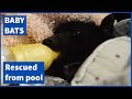 Baby Bat Rescued From Swimming Pool This Is Aquaman