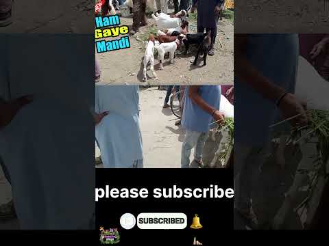 HamGaye Mandi | Mini Zoo Vlog | Brothers Zoo Vlogs | #003 #shorts #zoo #viral