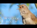 Bird Sounds Singing Nightingale Amazing Bird Song