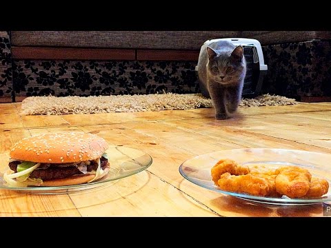 What will the Cat choose: Nuggets or Burger