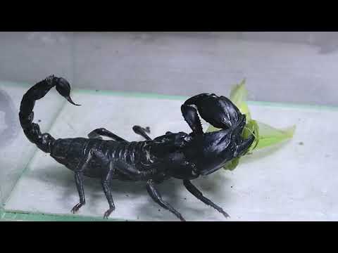 Black Titan Bug und 2 Giant Scorpions - Geh und finde den König der Insekten