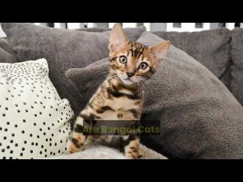 YouTube video about: How fast can a bengal cat run?