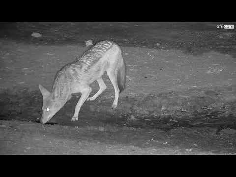 Black-Backed Jackals at Nkorho.