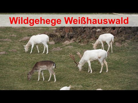Weißhauswald game reserve in Trier – a paradise for nature lovers and animal lovers