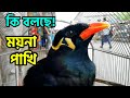 OMG moyna talking bangla | moina pakhi kotha bole | মিষ্টি ময়না কথা বলে | কথা 