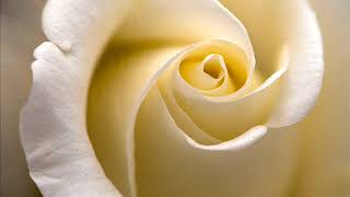 Ray Charles - Love gonna bite you back lyrics