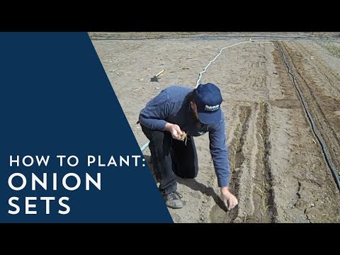 ⋆ ������Rules for planting onion sets in open ground ⋆ ������Farmer
