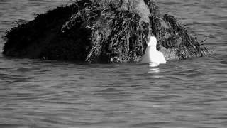 &quot;The Privateers&quot; - Andrew Bird (cover)