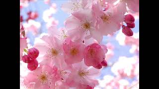 Bill Evans Trio - Spring Is Here (Instrumental - Jazz Piano, 재즈피아노연주곡) (1960)