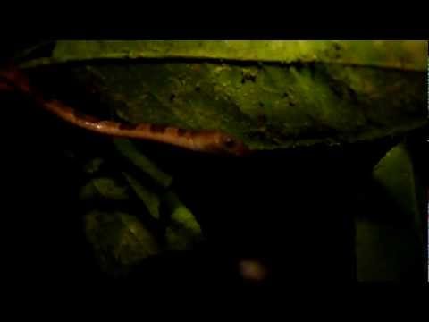 Imantodes cenchoa - Dormilona común - Blunthead Tree Snake