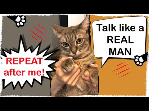 Viral Cat Video 2020? I'm a Mature Independent Man with My Own Individuality (looping video)