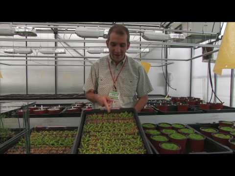 Evolution vor unseren Augen