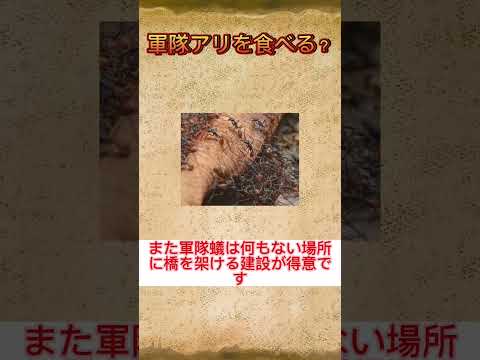 熱帯雨林の綿棒汚れ