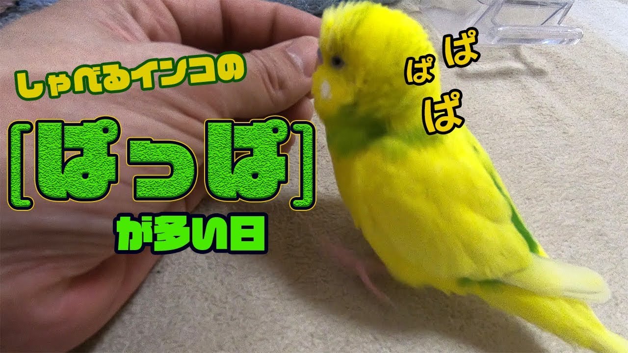 しゃべるインコの「ぱっぱ」が多い日ｗｗｗｗｗｗ【俺ずーやん】
