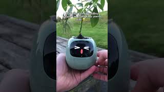 Download lagu The PlantiBoy is out now - Link in bio 🥰🪴  #planter #plants #cuteplanter #plantlover #viral mp3