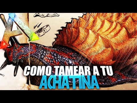 HOW TO TAME YOUR ACHATINA | Spanish Guide | Ark: Survival Evolved