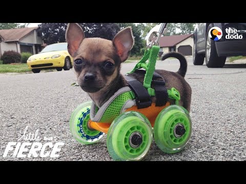 This Tiny Pup Zooms Happily On His Little Wheels