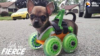 Tiniest Puppy Loves To Race Around On His Wheels | The Dodo Little But Fierce