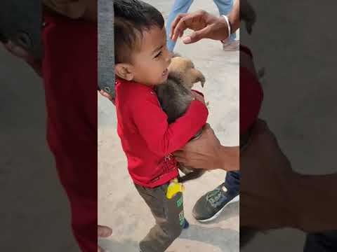 Lakshit Ko Puppy Chahiye 🐕🐕😂😂#shorts #cutebaby #puppy