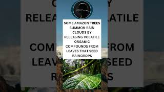 SOME AMAZON TREES SUMMON RAIN CLOUDS BY RELEASING VOLATILE ORGANIC COMPOUNDS FROM LEAVES.