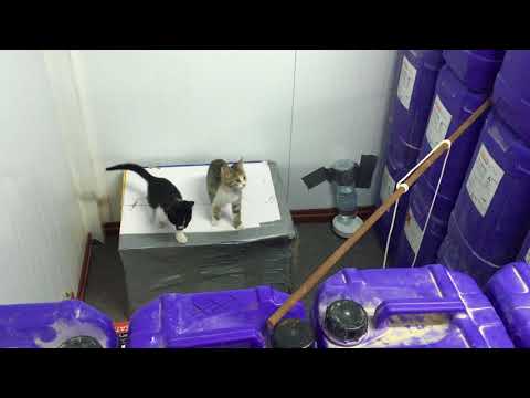 Kamilah's leap of faith to freedom