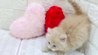 サイベリアンの動画01