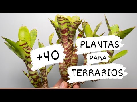 , title : '🍀 +40 PLANTAS PARA TERRARIOS 🌱'