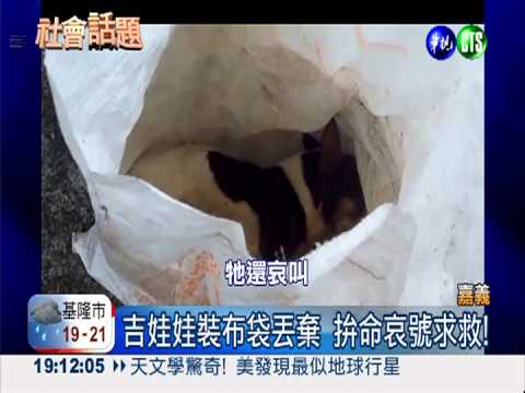 繁殖場"獸行"! 吉娃娃裝布袋丟棄