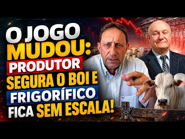 O jogo mudou: produtor segura o boi e frigorífico fica SEM escala!