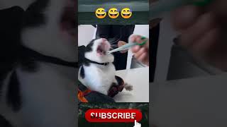 Download lagu Kucing takut disuntik | kucing marah saat di dokter hewan #shorts mp3