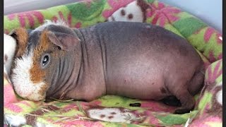 March 2016 C&amp;C Cage Cleaning: 6 Guinea Pigs On Fleece