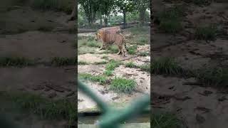 Tiger Prowling Near the Brick Building #Tiger #TigerCub #Wildlife #ZooAnimals #BigCats #AnimalShorts