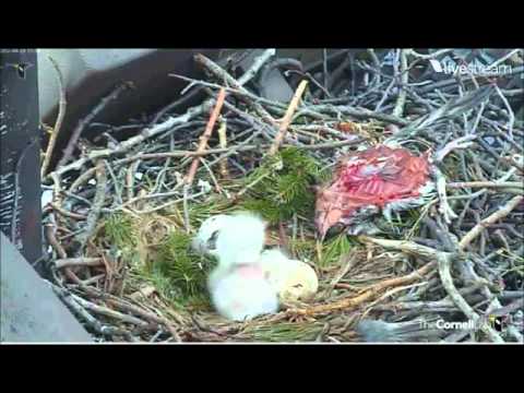 Cornell Red-Tailed Hawk Chick Watches 2nd Hatching in Progress