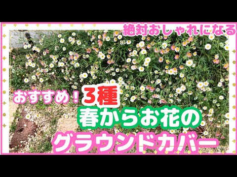 開花グランドカバー: 最も美しい種 トピックス