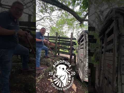 🐄💯🥛DESPACHANDO PARA SIMITI BOLIVAR ☎️ 3114115438#ganaderoscolombia  #fypシ゚viral  #fypyoutube