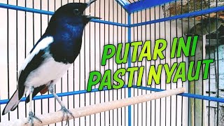 Download lagu KACER MACET SEKALIPUN PUTARIN INI PASTI NYAUT 🔥🔥 PANCINGAN KACER GACOR AMPUH mp3 Download lagu KACER MACET SEKALIPUN PUTARIN INI PASTI NYAUT 🔥🔥 PANCINGAN KACER GACOR AMPUH mp3