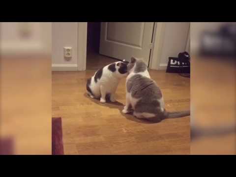 Cat Licks Other Cats Face