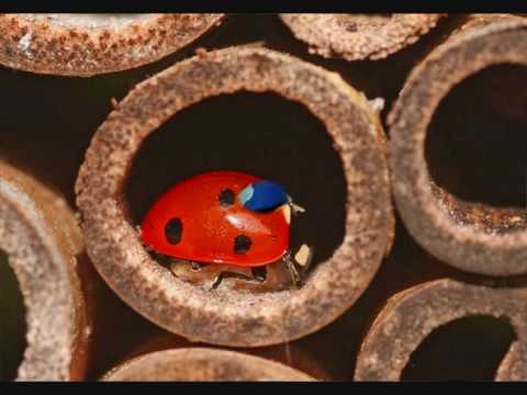 Juanita La Luna - Büne Hueber