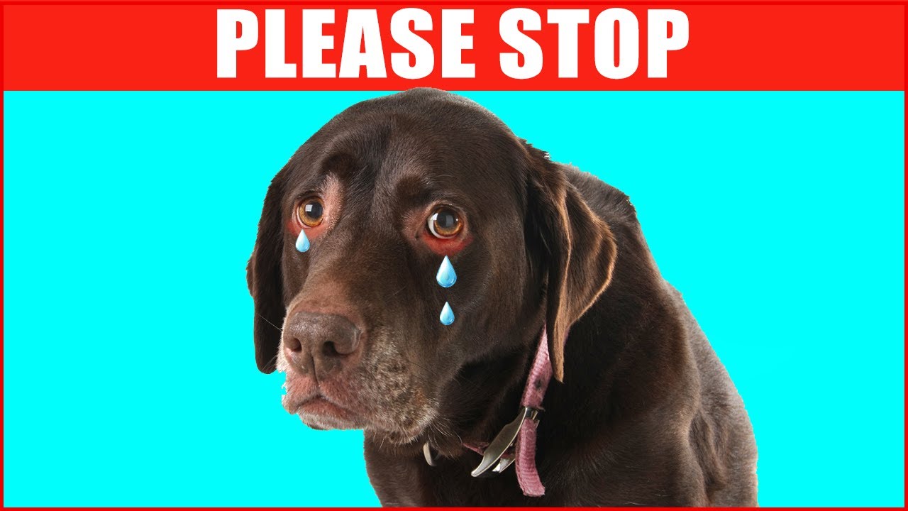 26 Things Dogs Hate and Wish You'd Stop Doing