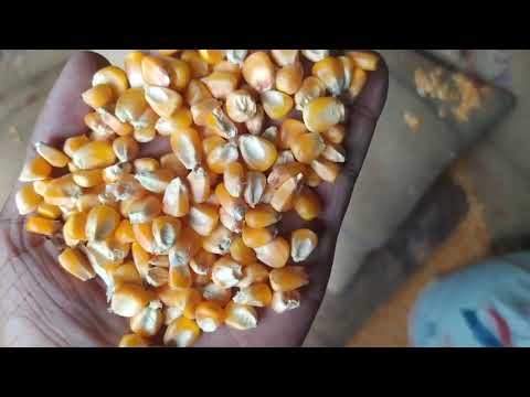 Dried maize seeds, for animal feed, packaging type: bag