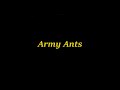Army Ants   Barty Aum  Desert Ghost