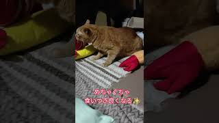 ついに撮れた📸 #猫のいる暮らし #猫 #shorts