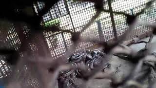 preview picture of video 'snake of mirpur national zoo,mirpur,dhaka,bangladesh'