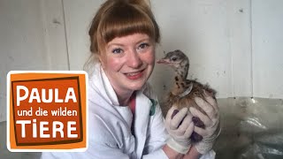 Download lagu Raus zum Strauß | Reportage für Kinder | Paula und die wilden Tiere mp3